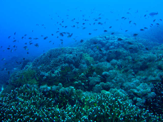 ヌサペニダ島　サケナン_c0131970_2040502.jpg