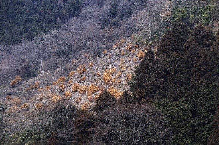 里山　黒川　台場クスギ　20090123_a0050572_1794111.jpg