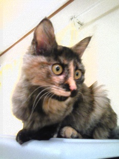 子猫の里親様を募集します!_c0167175_21234095.jpg