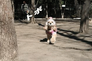 c0128303_952823.gif