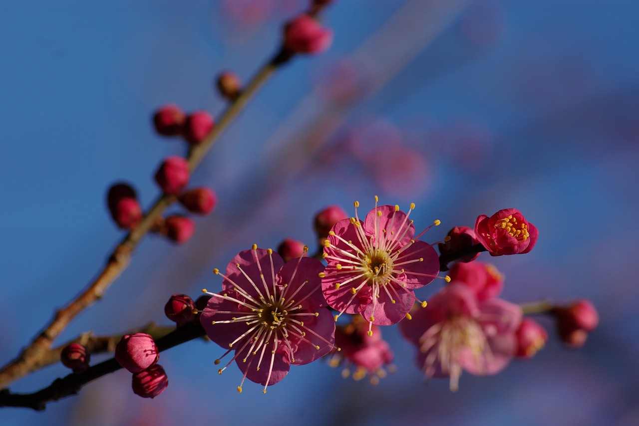 神代植物公園　2009/01/25_d0092109_19485790.jpg