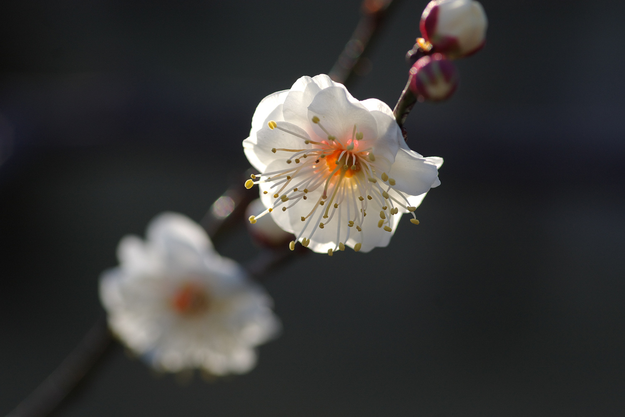 神代植物公園　2009/01/25_d0092109_1949728.jpg