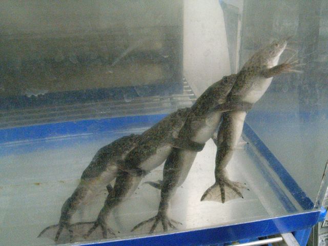 カエルの電車ごっこ_c0025115_2111143.jpg