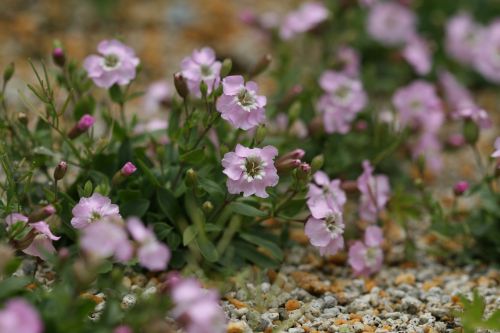 カムイビランジ 野の花の散歩道
