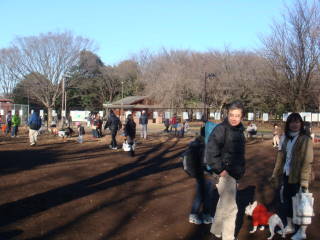 ブヒ会　in　小金井ドッグラン♪_b0131021_1925293.jpg