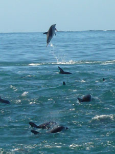 海の町、カイコウラ_d0023725_17581581.jpg