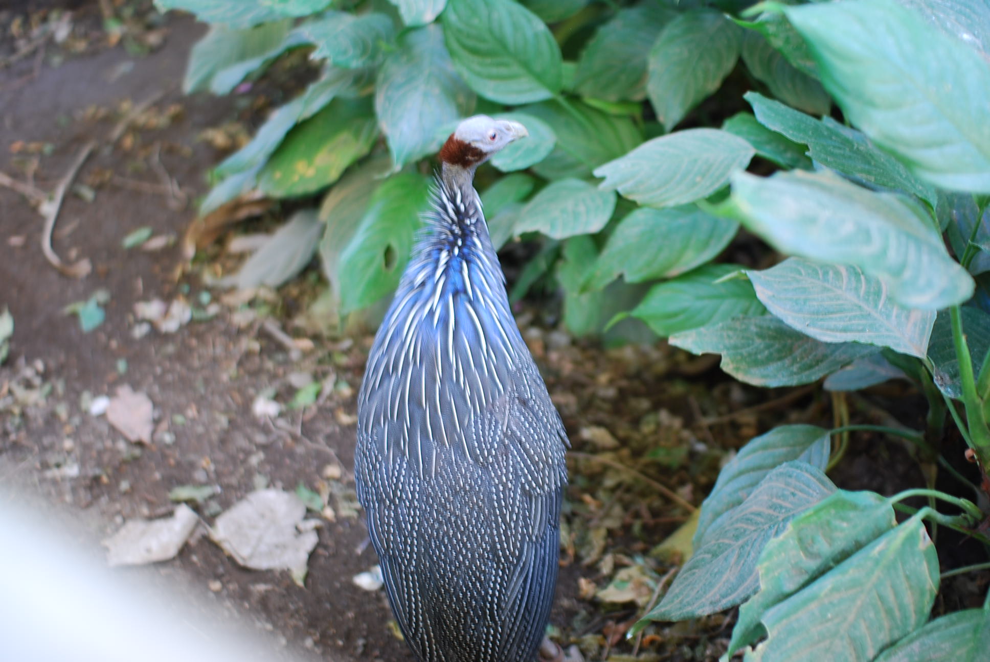 井の頭の動物園_c0181130_853089.jpg