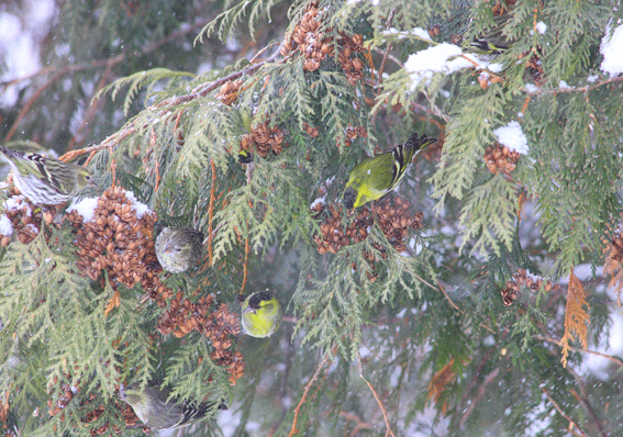 d0069235_23525611.gif