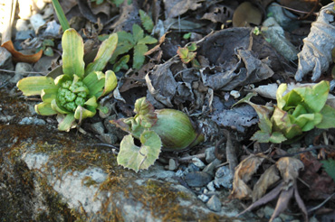 f0029536_824912.jpg