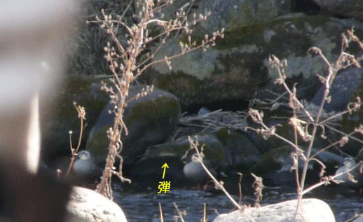 a0056140_15394827.gif