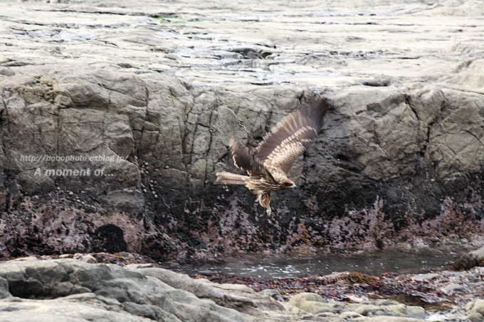 江ノ島の鳶_d0143741_75197.jpg