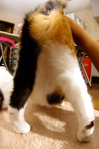 腰ポン好きな二人。_a0028451_12231321.jpg