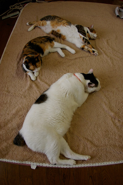 今日の一枚（2009/01/25）_a0028451_1514035.jpg