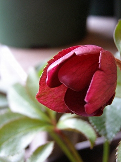 e0118257_1631015.jpg