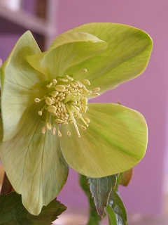 e0118257_16322981.jpg