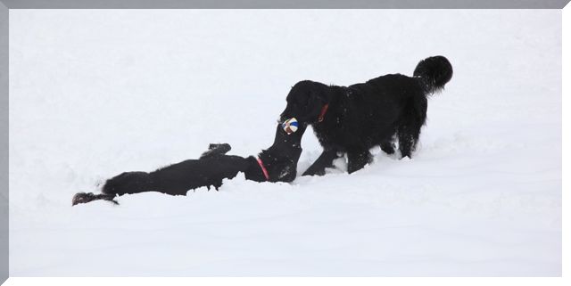 2009　長野で雪遊び～♪　　ｻｽｹ＆ﾊﾔﾃが来てくれたよ編_c0134862_033893.jpg