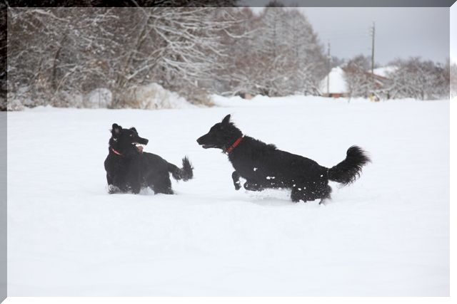 2009　長野で雪遊び～♪　　ｻｽｹ＆ﾊﾔﾃが来てくれたよ編_c0134862_065790.jpg