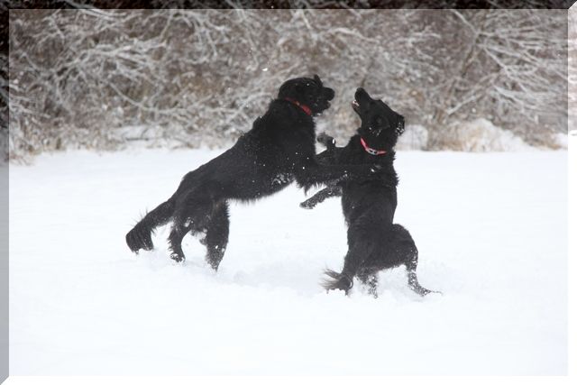 2009　長野で雪遊び～♪　　ｻｽｹ＆ﾊﾔﾃが来てくれたよ編_c0134862_071399.jpg