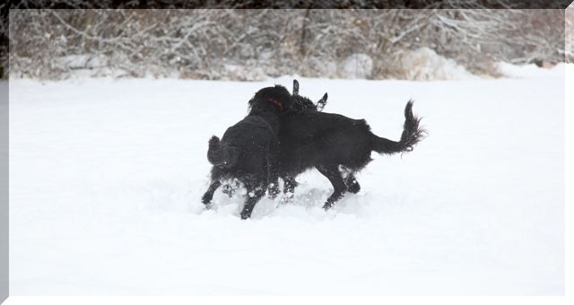 2009　長野で雪遊び～♪　　ｻｽｹ＆ﾊﾔﾃが来てくれたよ編_c0134862_072747.jpg