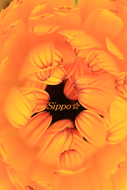 ■■Hand In Hand■■_c0195662_1647220.jpg