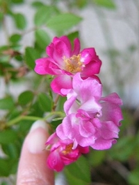 c0139375_14185514.jpg