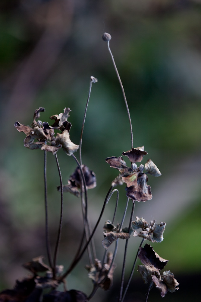 シュウメイギク 秋明菊 ちいさな種から 身近な自然を撮る