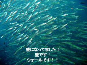 すごい! ナショナルジオグラフックです!_f0144385_2484248.jpg