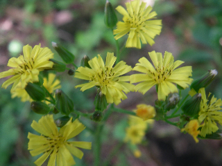 c0085098_1239553.jpg