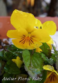 d0001008_1932590.jpg