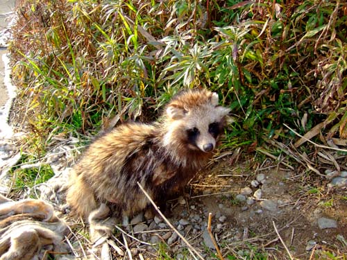 野生の狸に遭遇 ひな日記 野生の狸に遭遇 ひな日記
