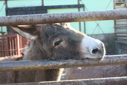 ブルーデイブック風　in 動物園_f0172925_9413329.jpg