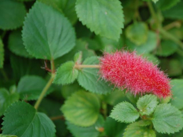キャットテール 花の仲間調べ