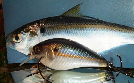 セクシーシャッド : No.04 FD-Custom baits/R.S.D.I.；Balsa