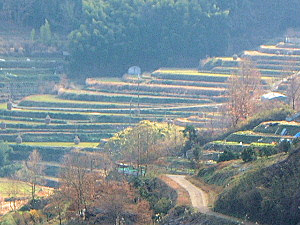 棚田風景　稲渕地区_c0195472_80447.jpg