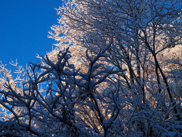 初雪の頃の枝振り_a0025576_1933575.jpg