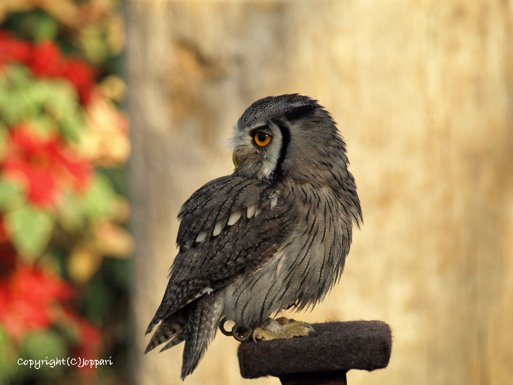 神戸花鳥園_c0171980_4111763.jpg