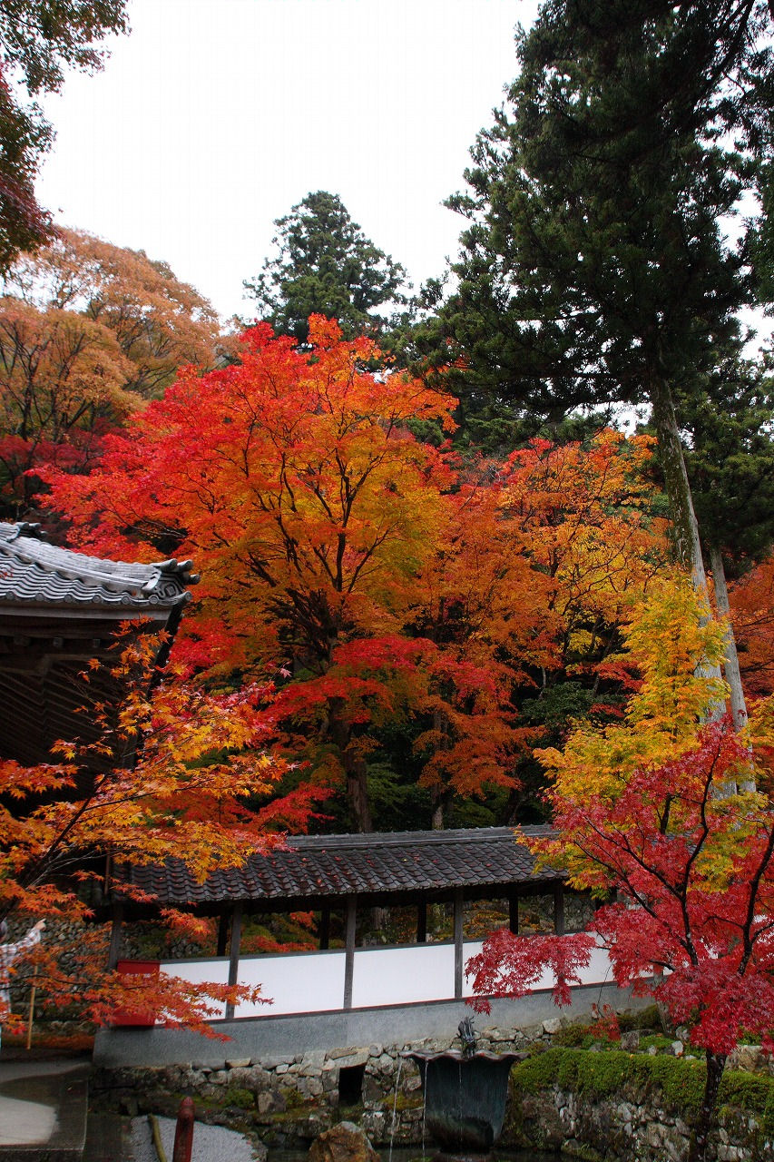 2008永源寺の紅葉１_f0034583_22333510.jpg