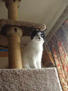 c0129702_16294938.gif