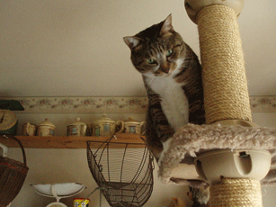 c0129702_16304865.gif