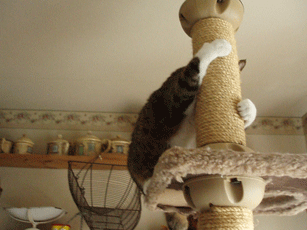 c0129702_16321213.gif