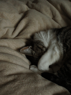 c0129702_16411875.gif