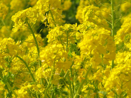 続☆湘南・二宮　吾妻山　満開の菜の花畑_c0011204_20272129.jpg