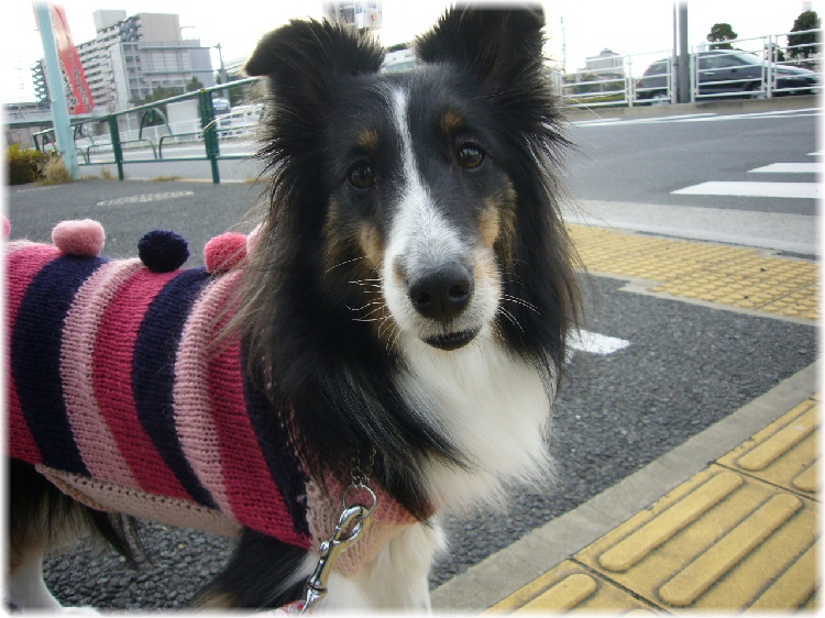 e0130008_23233492.jpg