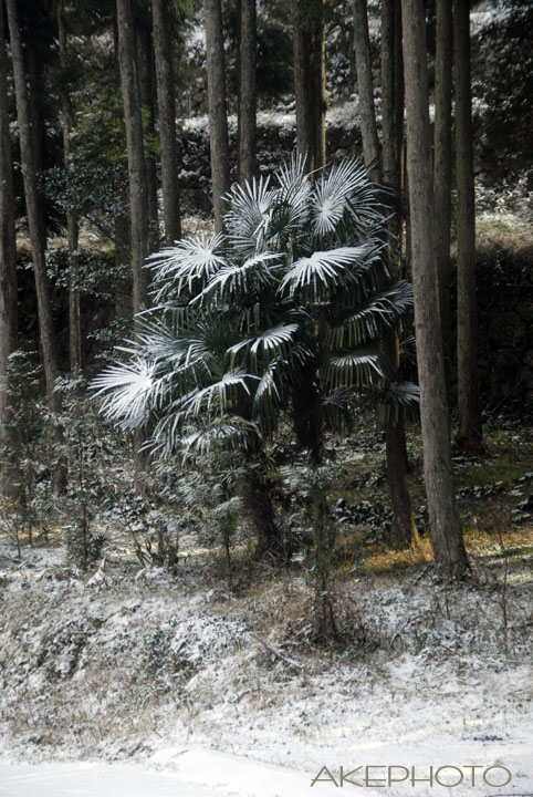 パウダーシュガーみたいな雪_e0127416_23293525.jpg