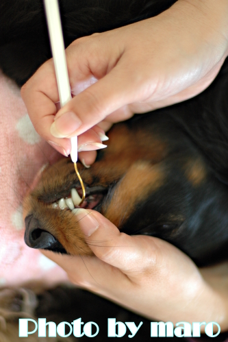 麻呂犬たちの歯のお手入れ♪♪_e0160417_16483493.jpg