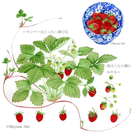 「庭@千草」のabe-mayuさん登場!_c0039735_113481.jpg