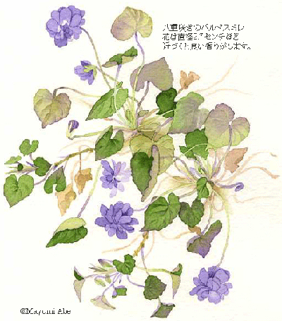 「庭@千草」のabe-mayuさん登場!_c0039735_11373729.jpg