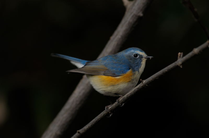 色_b0036743_21541360.jpg