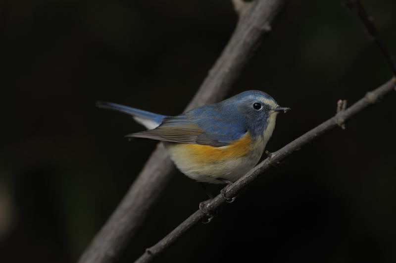 色_b0036743_21542570.jpg