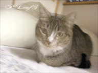 c0176651_16395078.gif